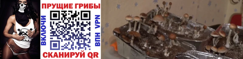 Псилоцибиновые грибы Magic Shrooms  Грайворон 